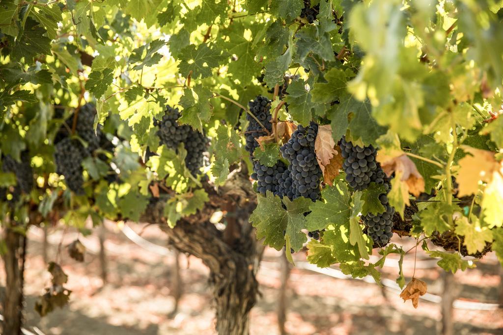 Harvest Inn St. Helena Ngoại thất bức ảnh